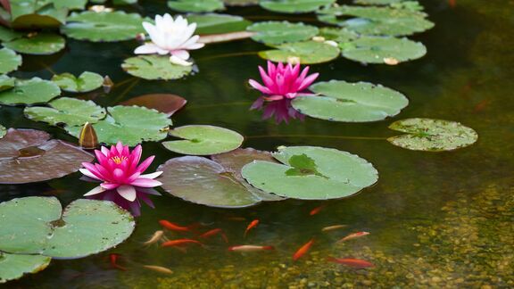Stift St Florian Novizengarten Seerosen @Andreas Etlinger Stift St Florian Novizengarten Seerosen @Andreas Etlinger